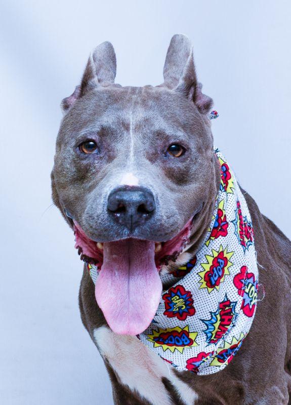 Sapphire, a Adoptable mixed breed in Sanford, FL image 2/3