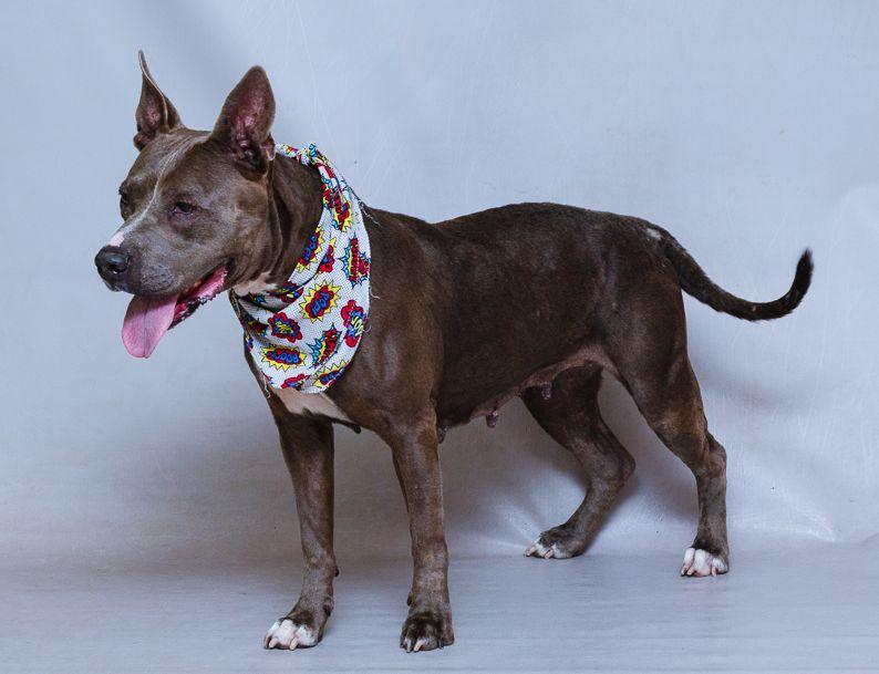 Sapphire, a Adoptable mixed breed in Sanford, FL image 3/3