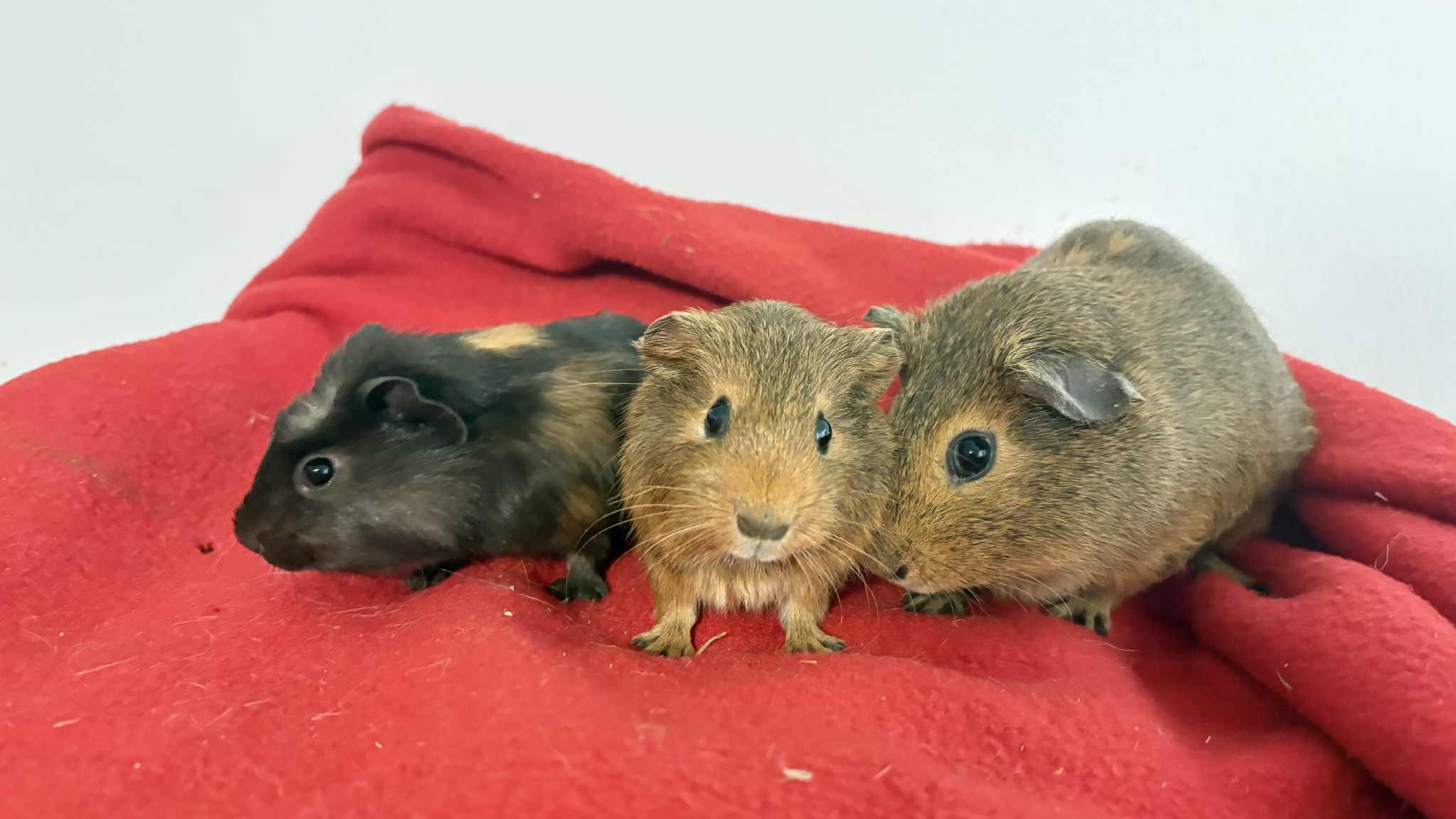 Enlarge Luisa, Gladys, Loretta, a ADOPTABLE mixed breed in Lehighton, PA image 3/3