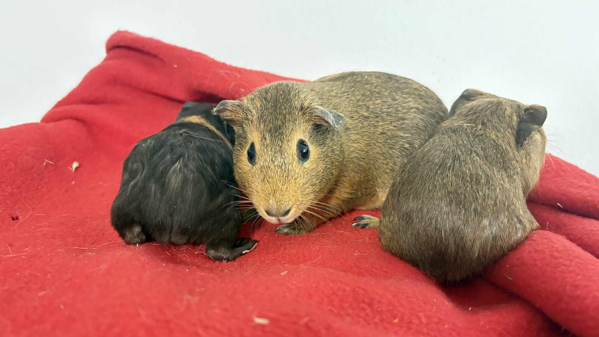 Enlarge Luisa, Gladys, Loretta, a ADOPTABLE mixed breed in Lehighton, PA image 2/3