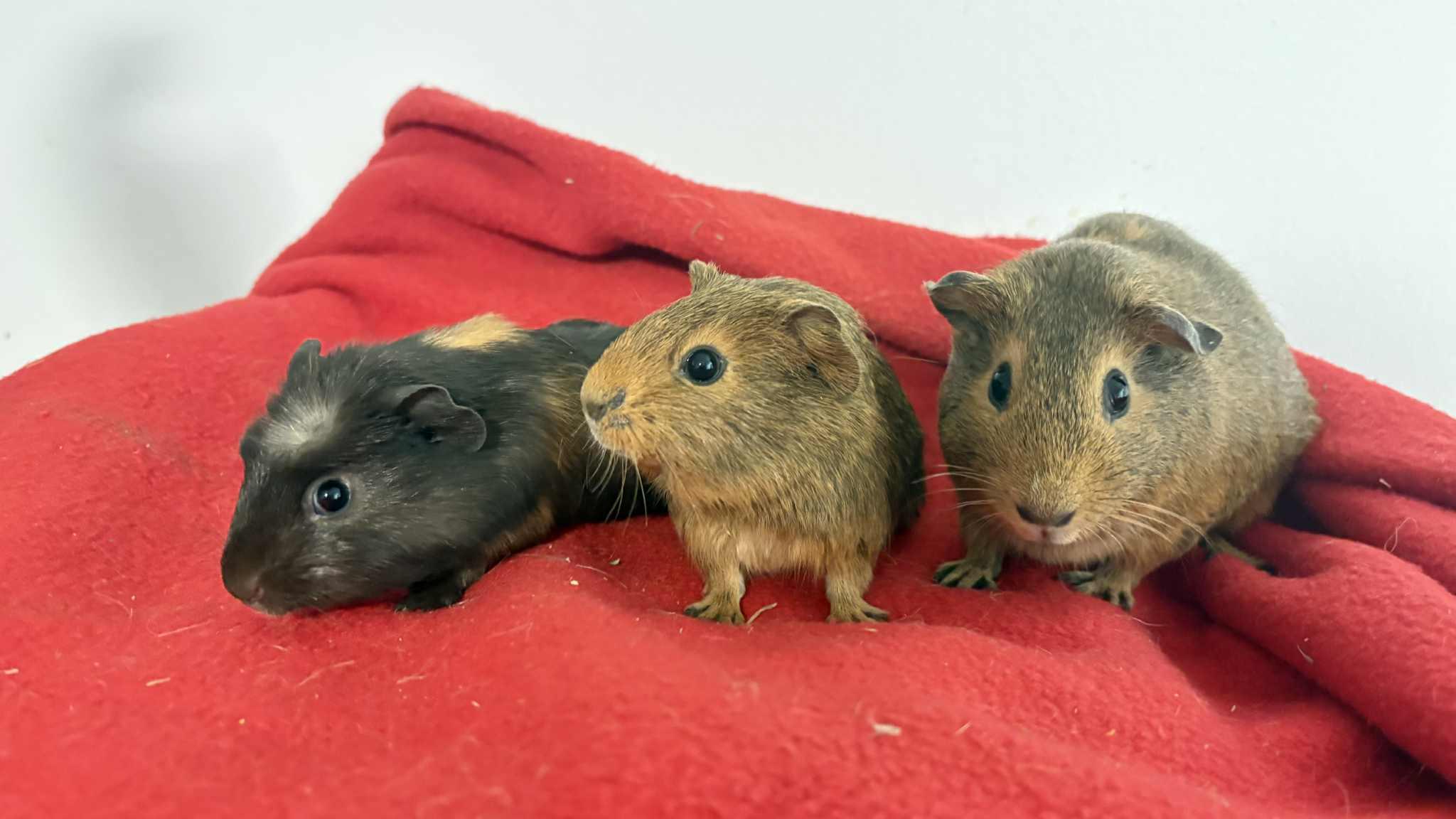 Enlarge Luisa, Gladys, Loretta, a ADOPTABLE mixed breed in Lehighton, PA image 1/3