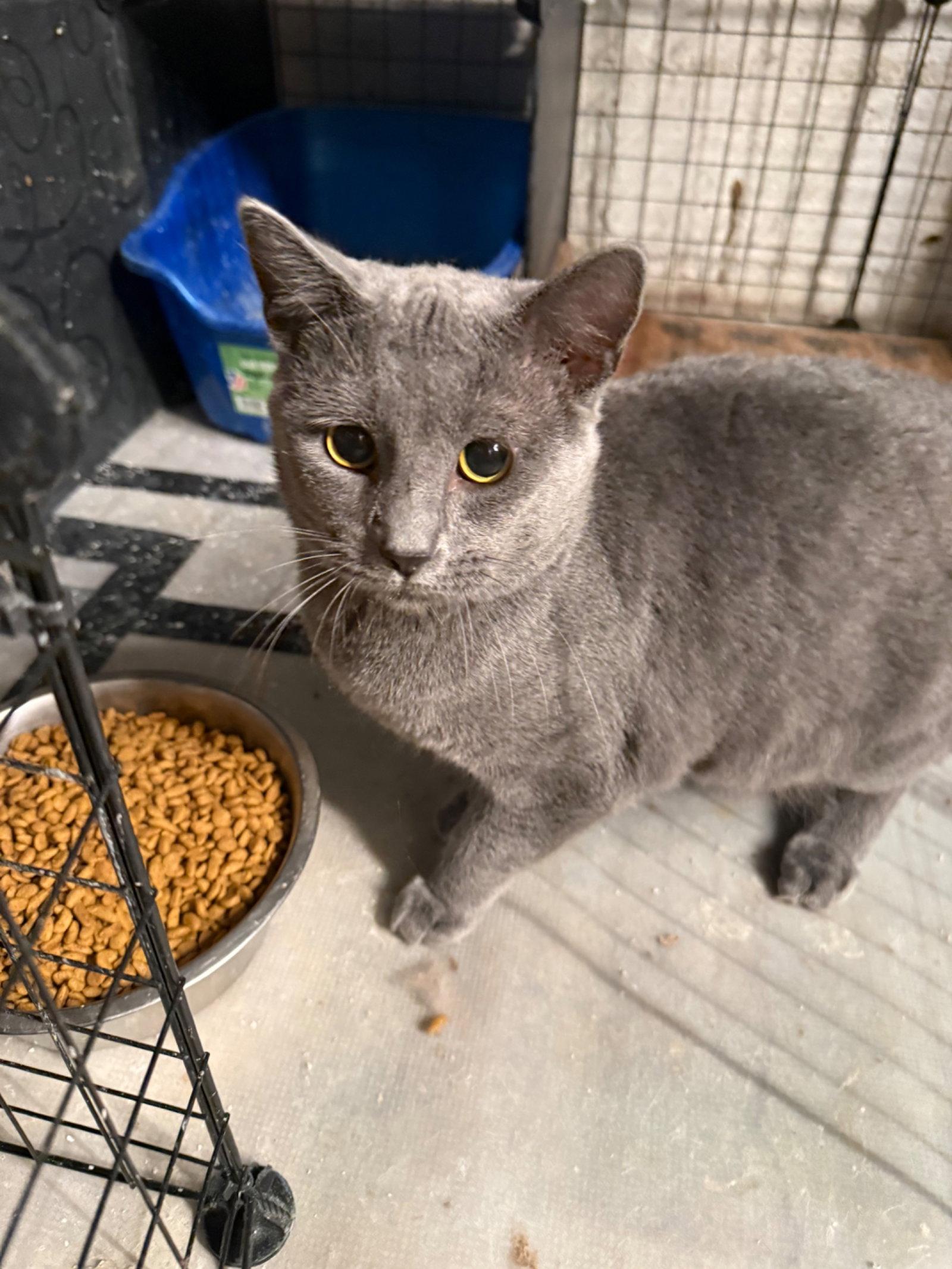 Grayson, Adoptable, Young Female Domestic Short Hair.