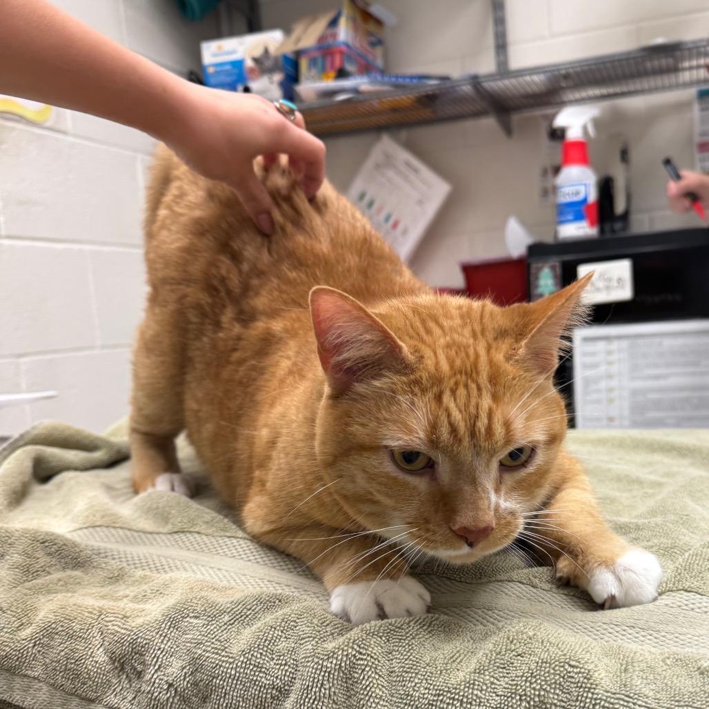 Hardy, Adoptable, Adult Male Domestic Short Hair.