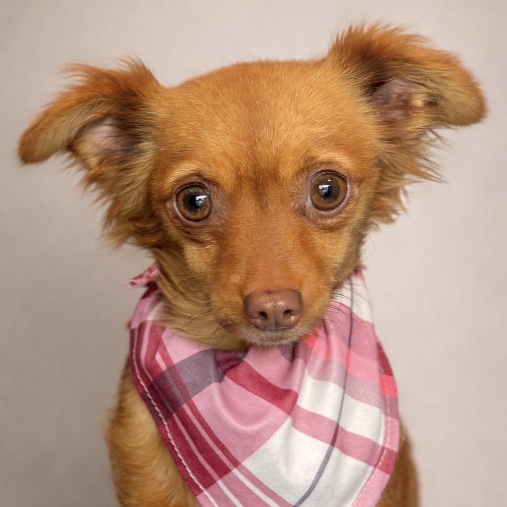 Tamale: A Delicate Little Food Critic With a Big Heart, adopted, Young Female Chihuahua.