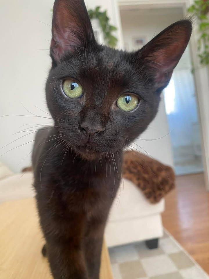 Enlarge Koko, a Adoptable Domestic Short Hair in San Diego, CA image 1/3