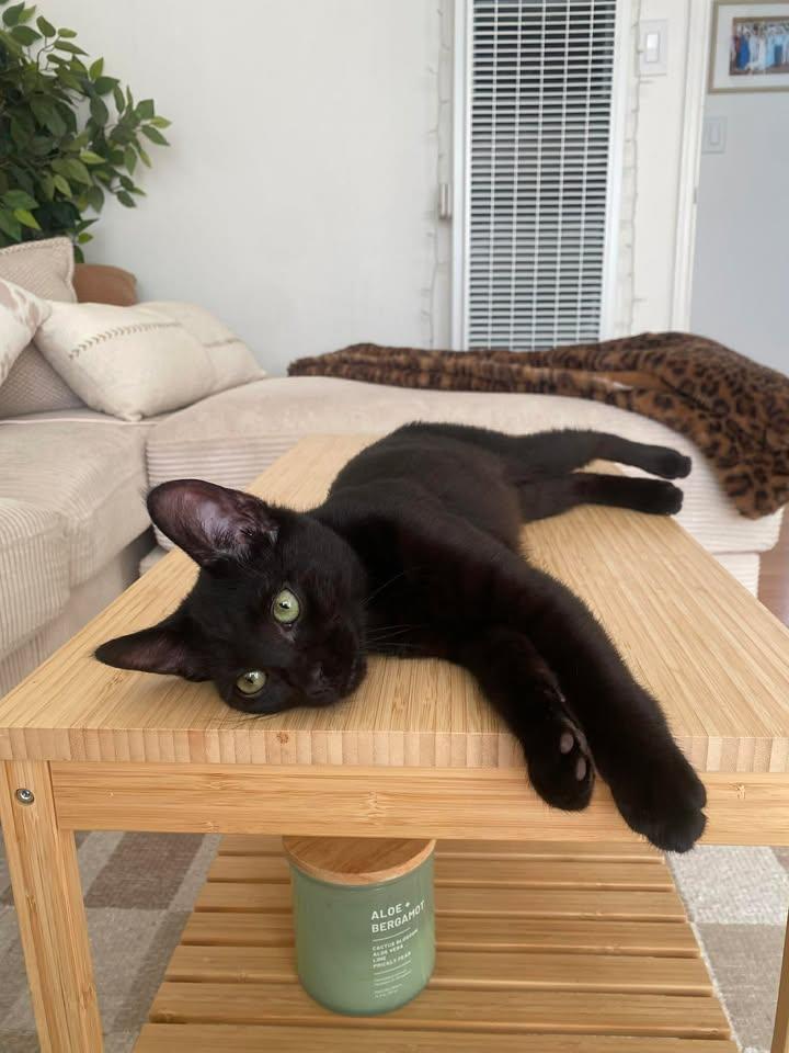 Enlarge Koko, a Adoptable Domestic Short Hair in San Diego, CA image 2/3