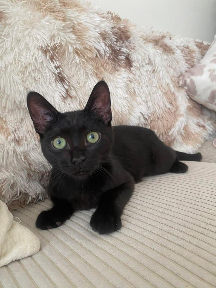 Enlarge Koko, a Adoptable Domestic Short Hair in San Diego, CA image 3/3