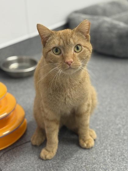 Scallywag — thumbnail 2