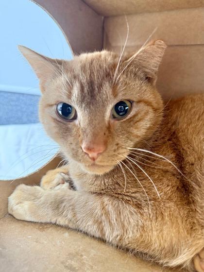 Scallywag — thumbnail 3