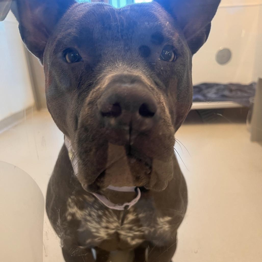 Enlarge Sweets, a Adoptable Mixed Breed in Bentonville, AR image 3/6