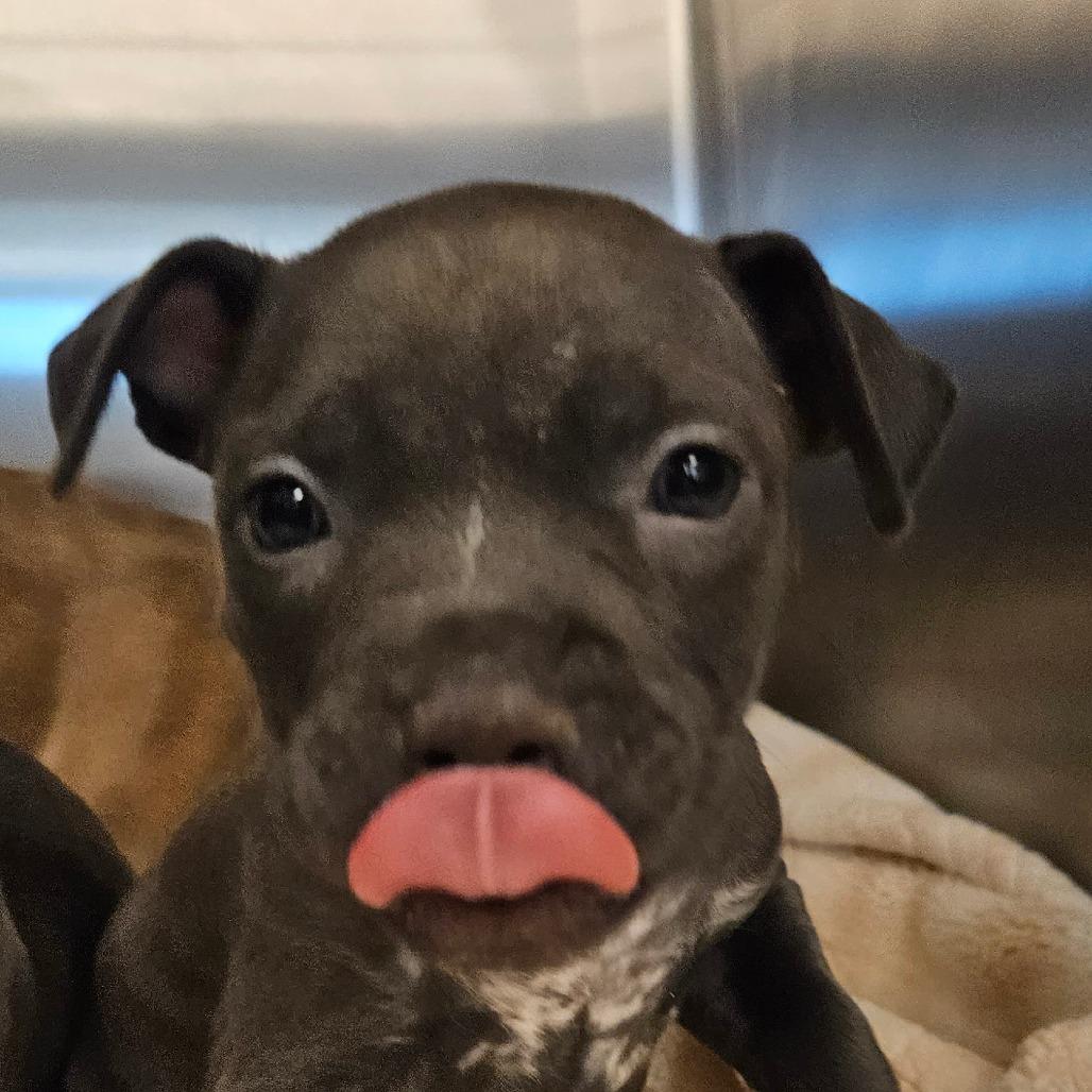 Enlarge Sweets, a Adoptable Mixed Breed in Bentonville, AR image 4/6