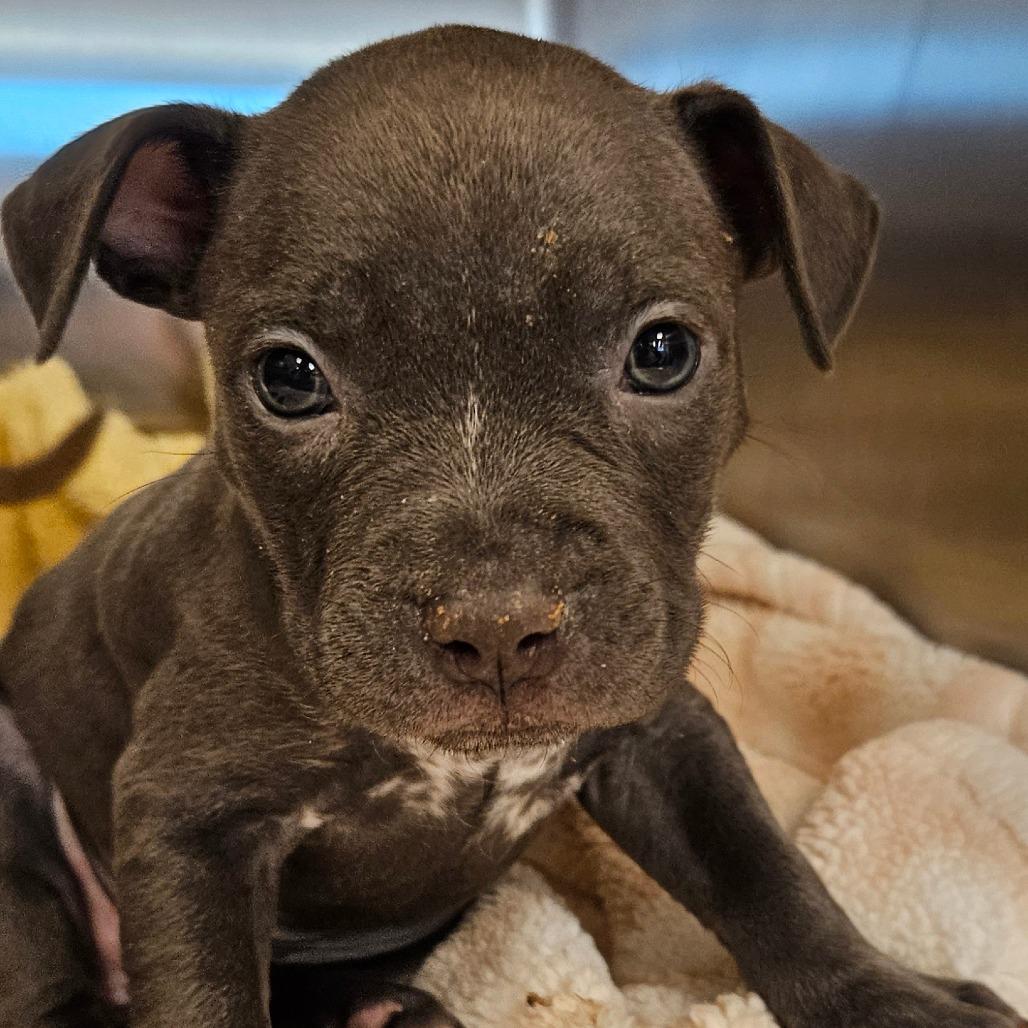 Enlarge Sweets, a Adoptable Mixed Breed in Bentonville, AR image 5/6