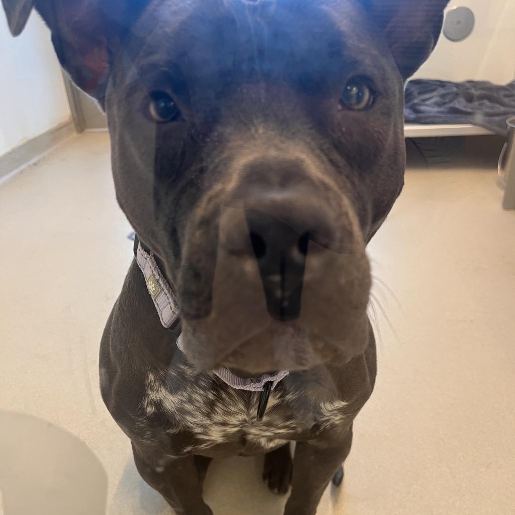 Enlarge Sweets, a Adoptable Mixed Breed in Bentonville, AR image 6/6