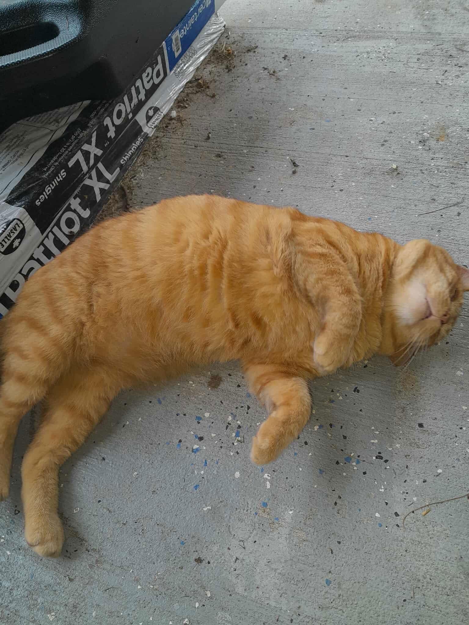 Leo ORANGE TABBY ADULT MALE FIV+, Adoptable, Adult Male Domestic Short Hair & Tabby.