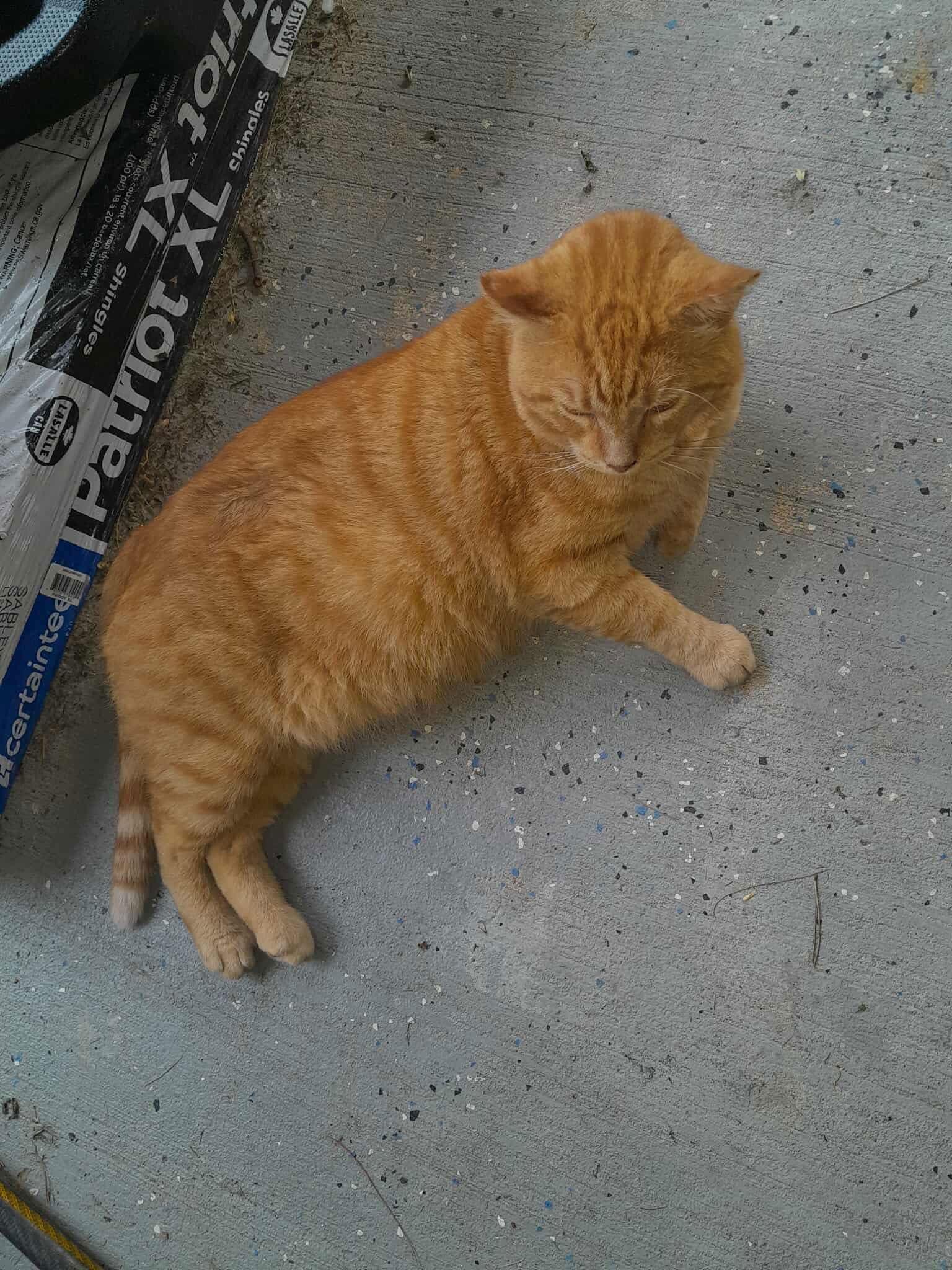 Leo ORANGE TABBY ADULT MALE FIV+, a Adoptable mixed breed in Morehead, KY image 2/2