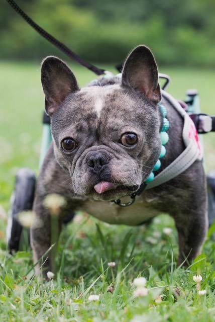 Enlarge Kenda, a Adoptable mixed breed in Chicago, IL image 2/5