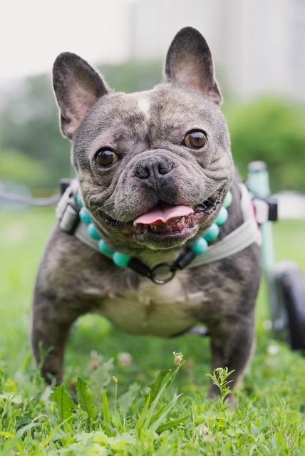 Enlarge Kenda, a Adoptable mixed breed in Chicago, IL image 1/5