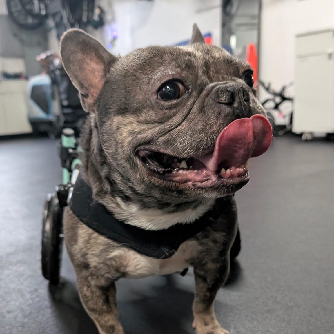 Enlarge Kenda, a Adoptable mixed breed in Chicago, IL image 3/5