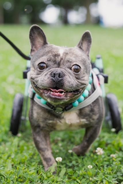 Enlarge Kenda, a Adoptable mixed breed in Chicago, IL image 4/5