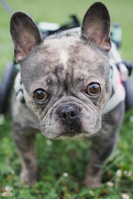 Enlarge Kenda, a Adoptable mixed breed in Chicago, IL image 5/5