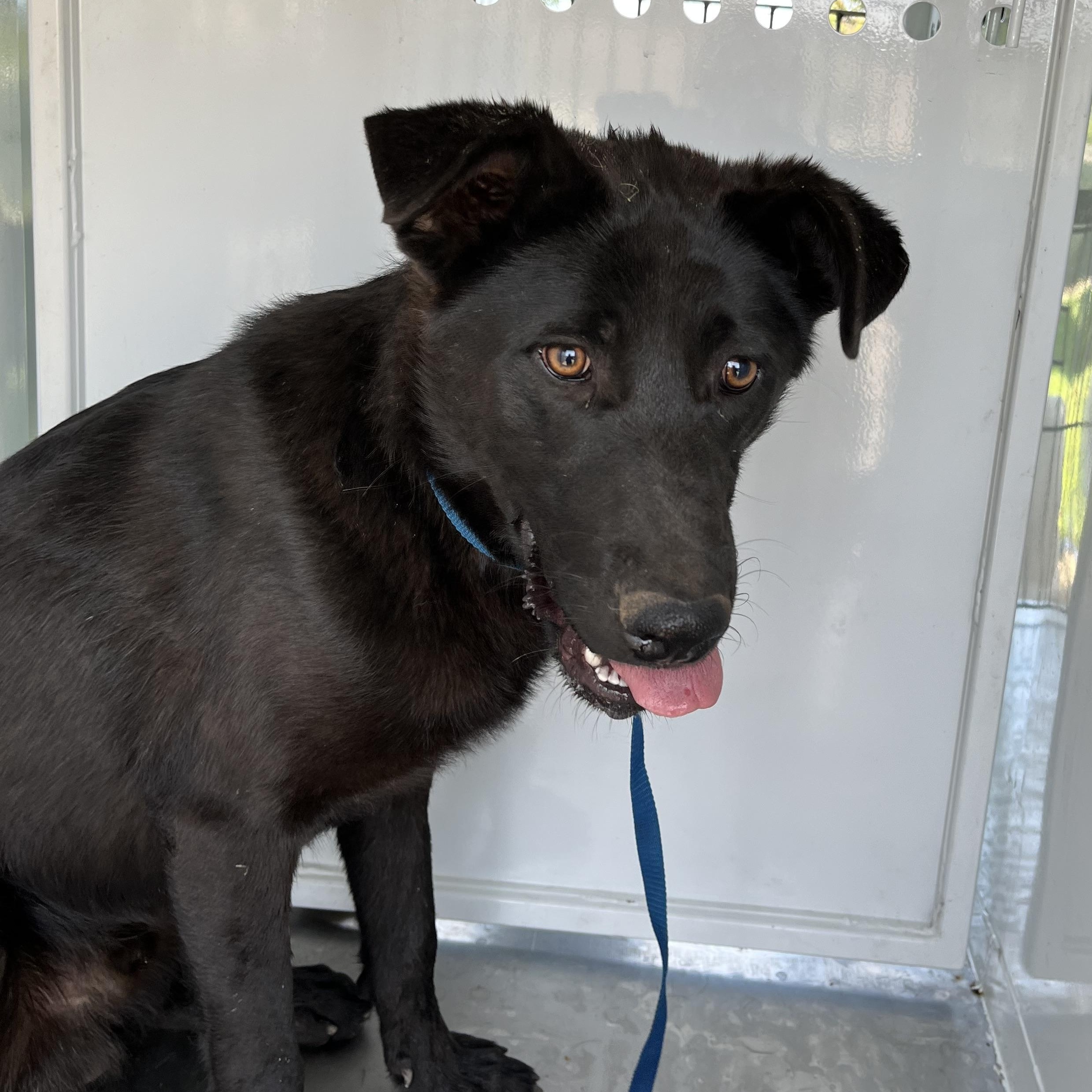 Harry, ADOPTABLE, Adult Male German Shepherd Dog.