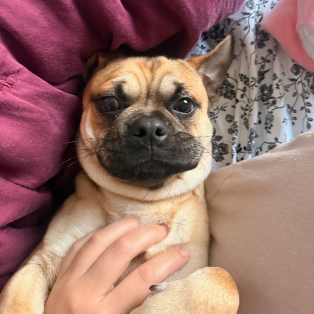 Banjo, Adoptable, Young Male Pug.