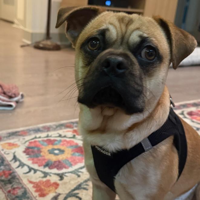 Enlarge Banjo, a Adoptable mixed breed in North Hollywood, CA image 2/6