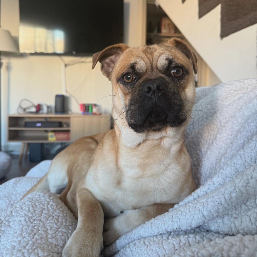 Enlarge Banjo, a Adoptable mixed breed in North Hollywood, CA image 3/6