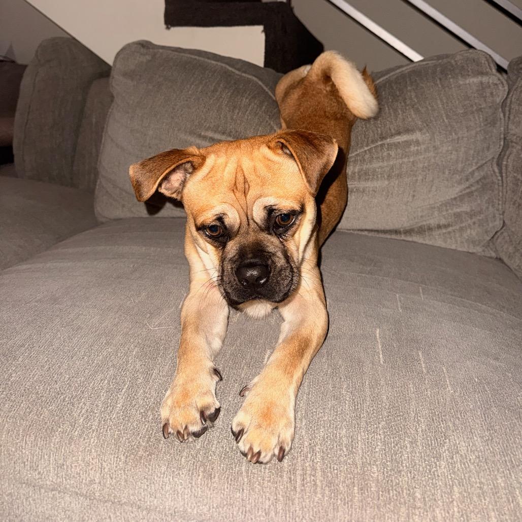 Enlarge Banjo, a Adoptable mixed breed in North Hollywood, CA image 5/6