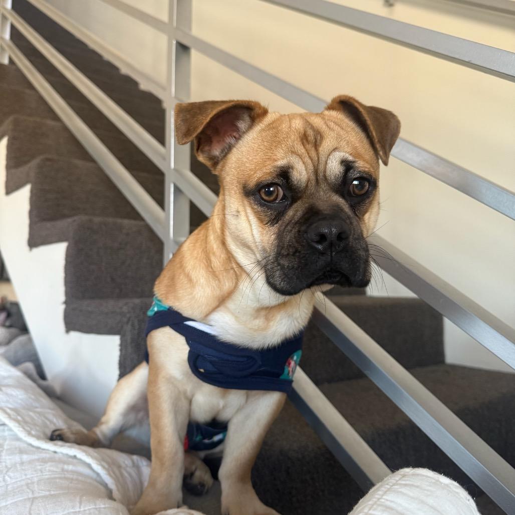 Enlarge Banjo, a Adoptable mixed breed in North Hollywood, CA image 6/6