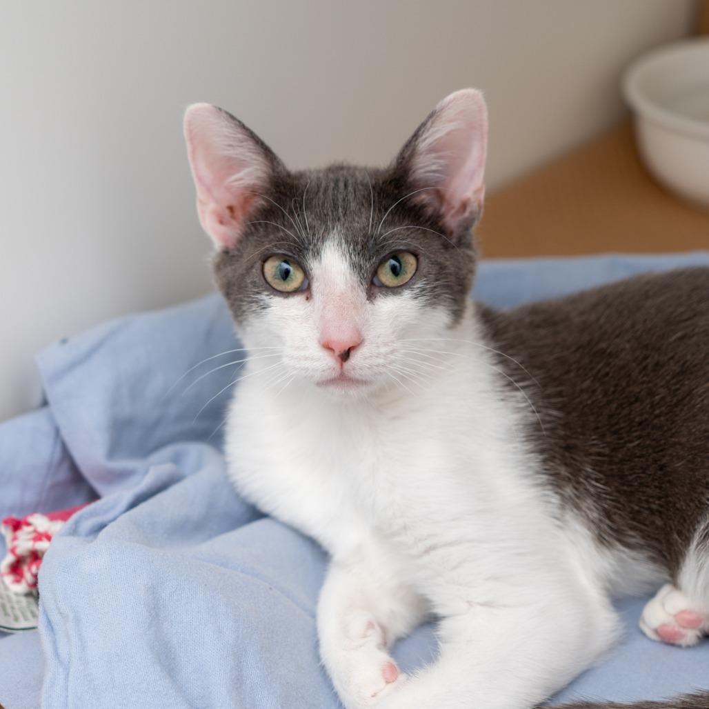 Rune, Adoptable, Kitten Female Domestic Short Hair.