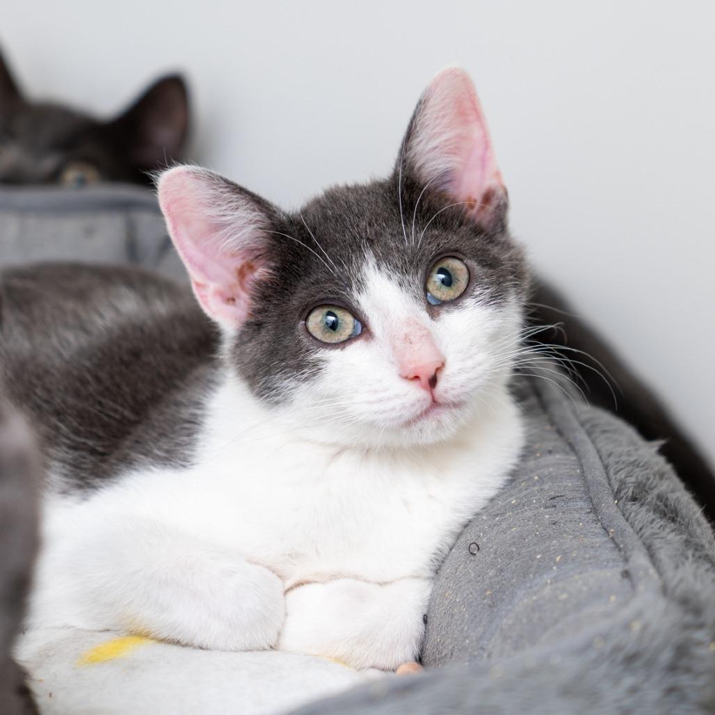 Enlarge Rune, a Adoptable Domestic Short Hair in New York, NY image 2/2