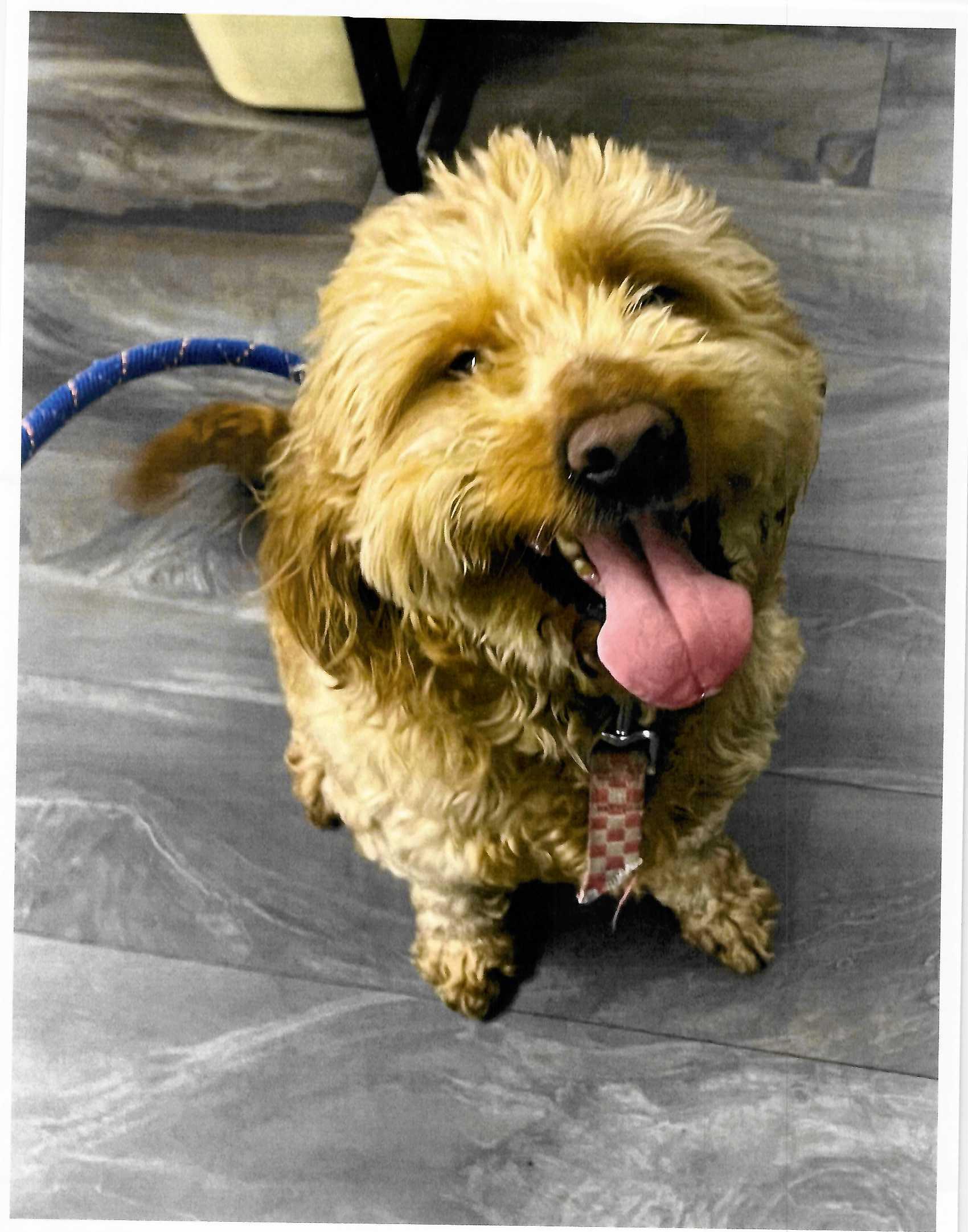 Oak, ADOPTABLE, Young Male Goldendoodle.