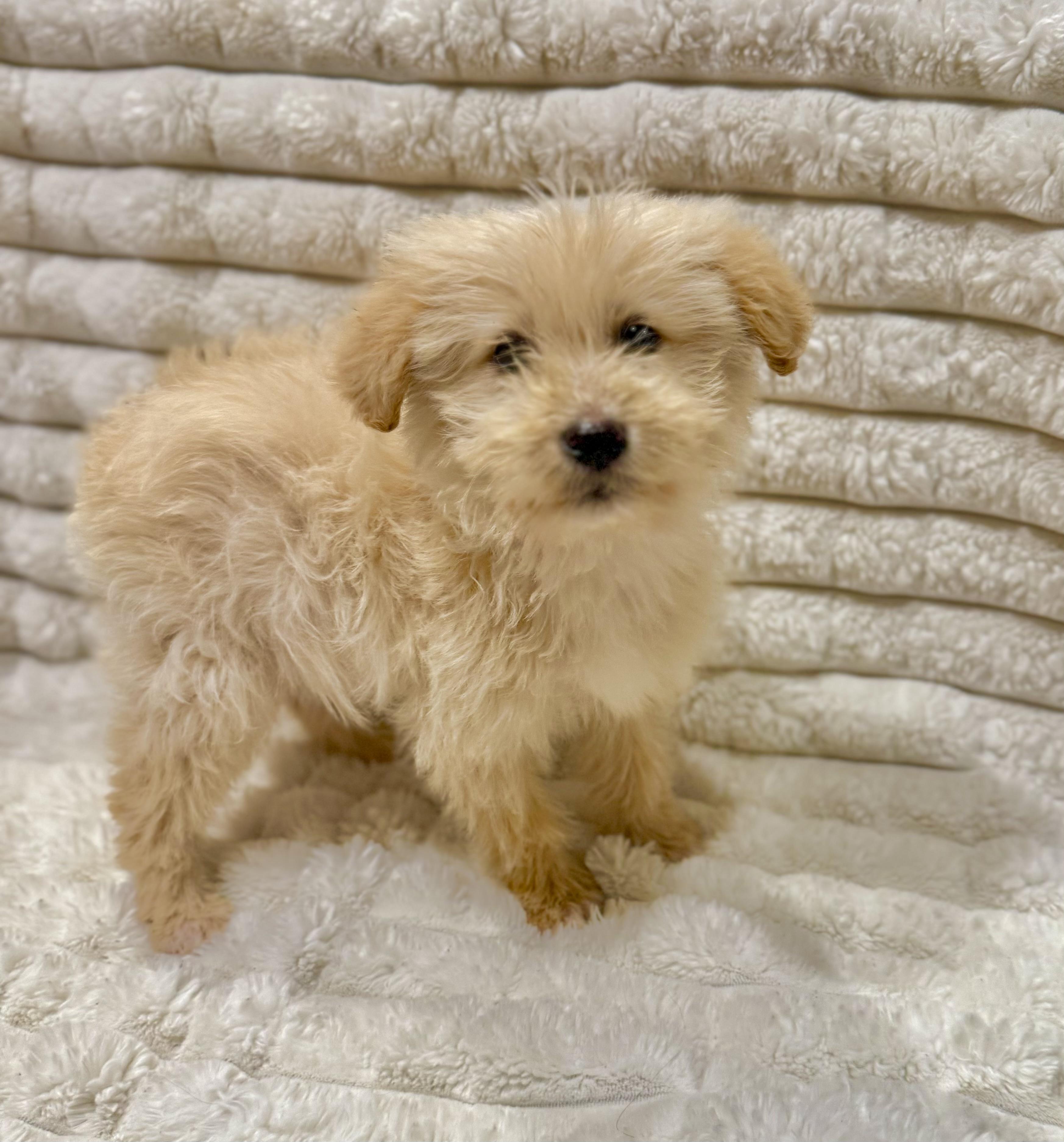 Ginger, a ADOPTABLE mixed breed in Hustisford , WI image 2/3