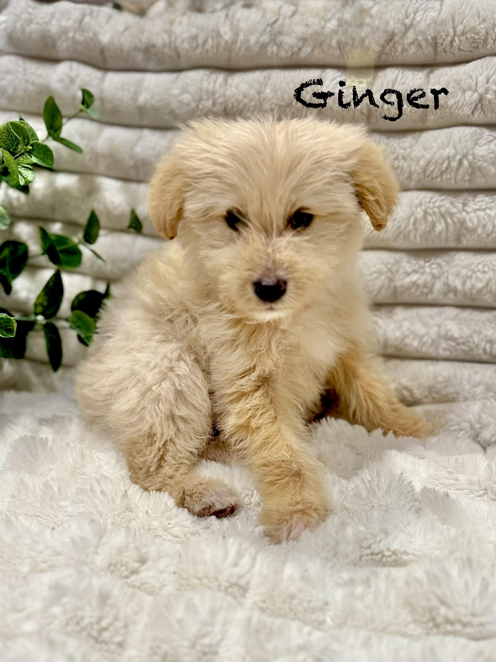 Ginger thumbnail 3