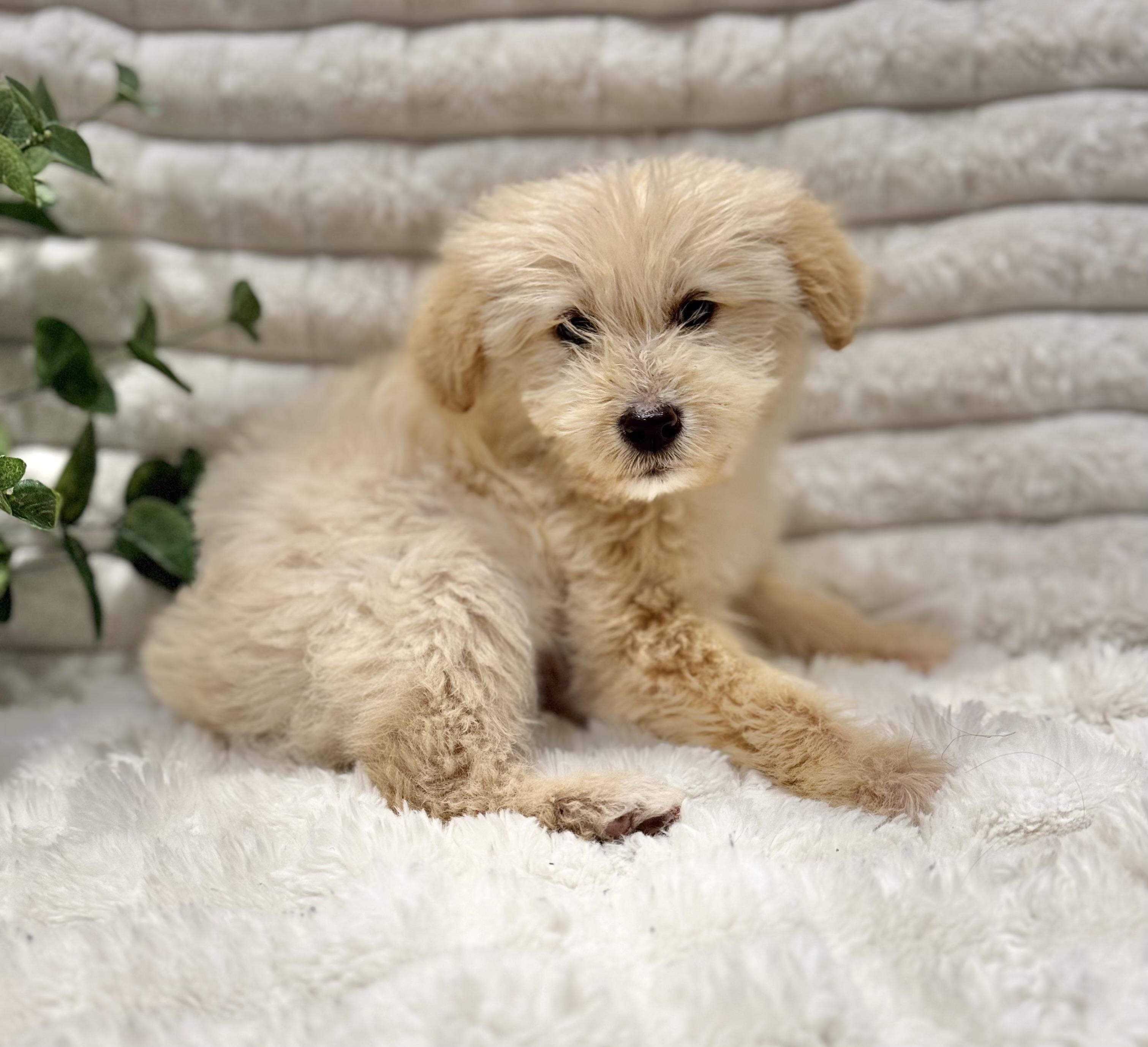 Ginger, ADOPTABLE, Puppy Female Goldendoodle & Labrador Retriever.