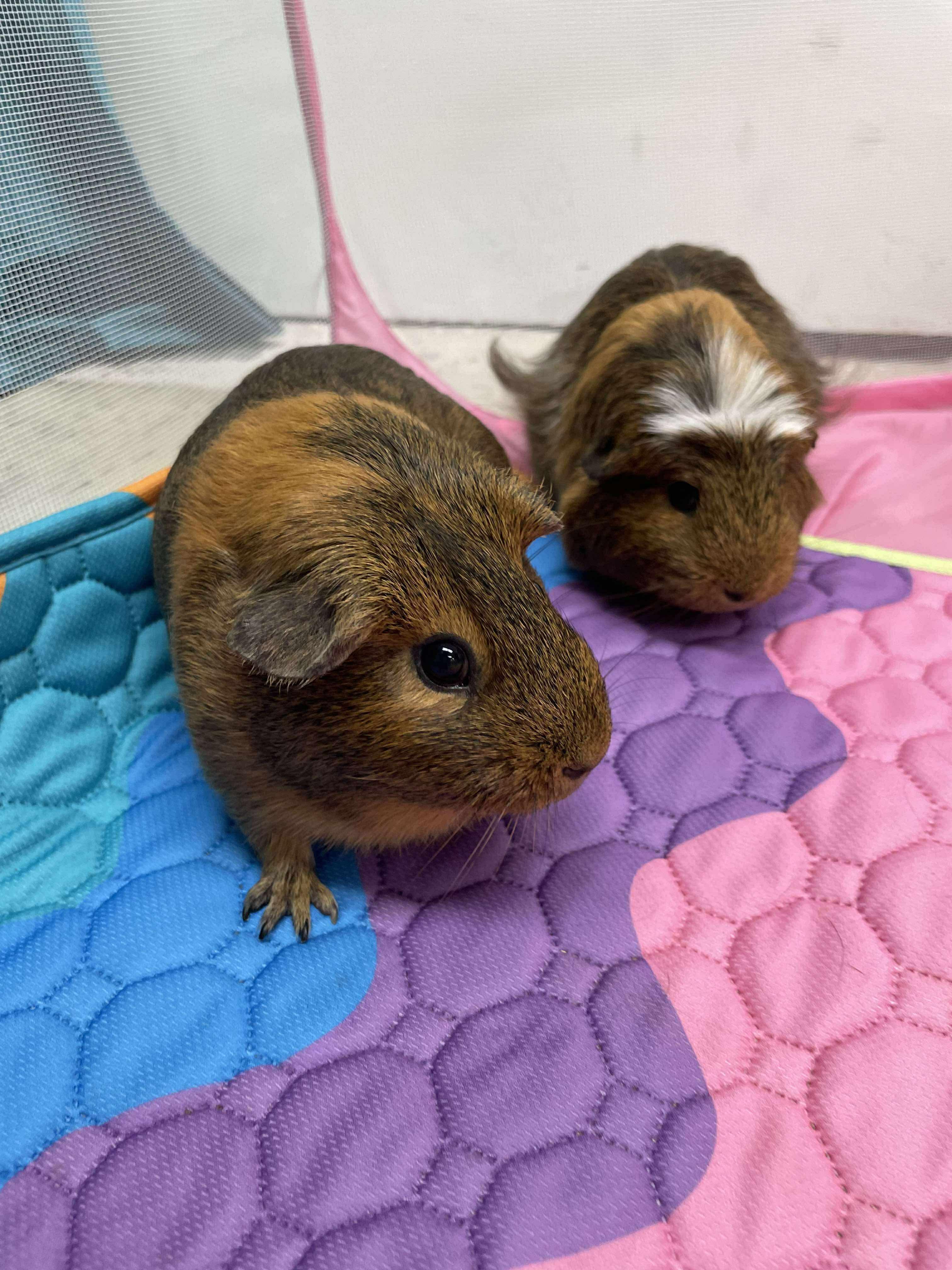 Enlarge Lulu & Lala, a Adopted Guinea Pig in Springfield, OR image 2/6