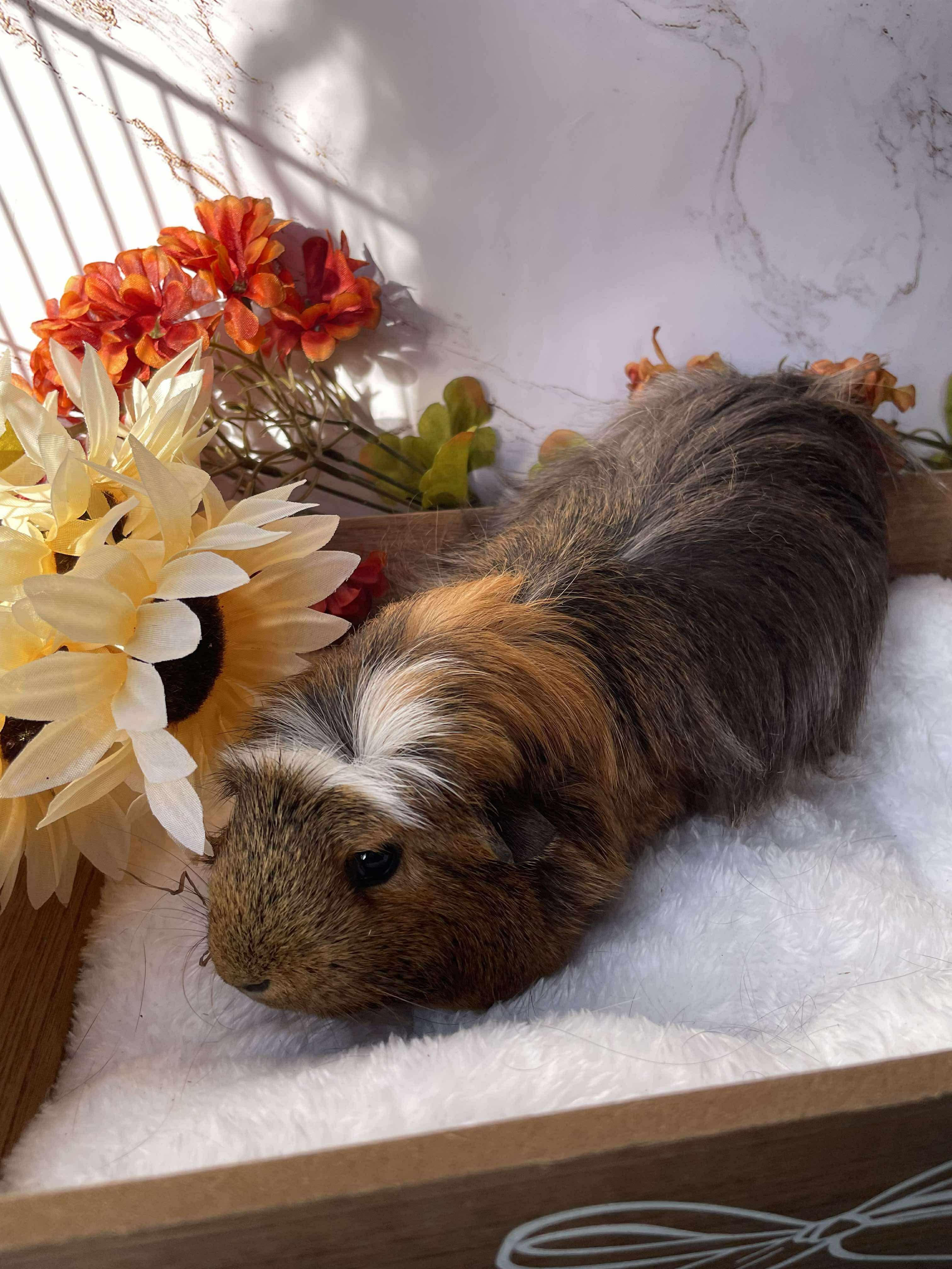 Enlarge Lulu & Lala, a Adopted Guinea Pig in Springfield, OR image 3/6