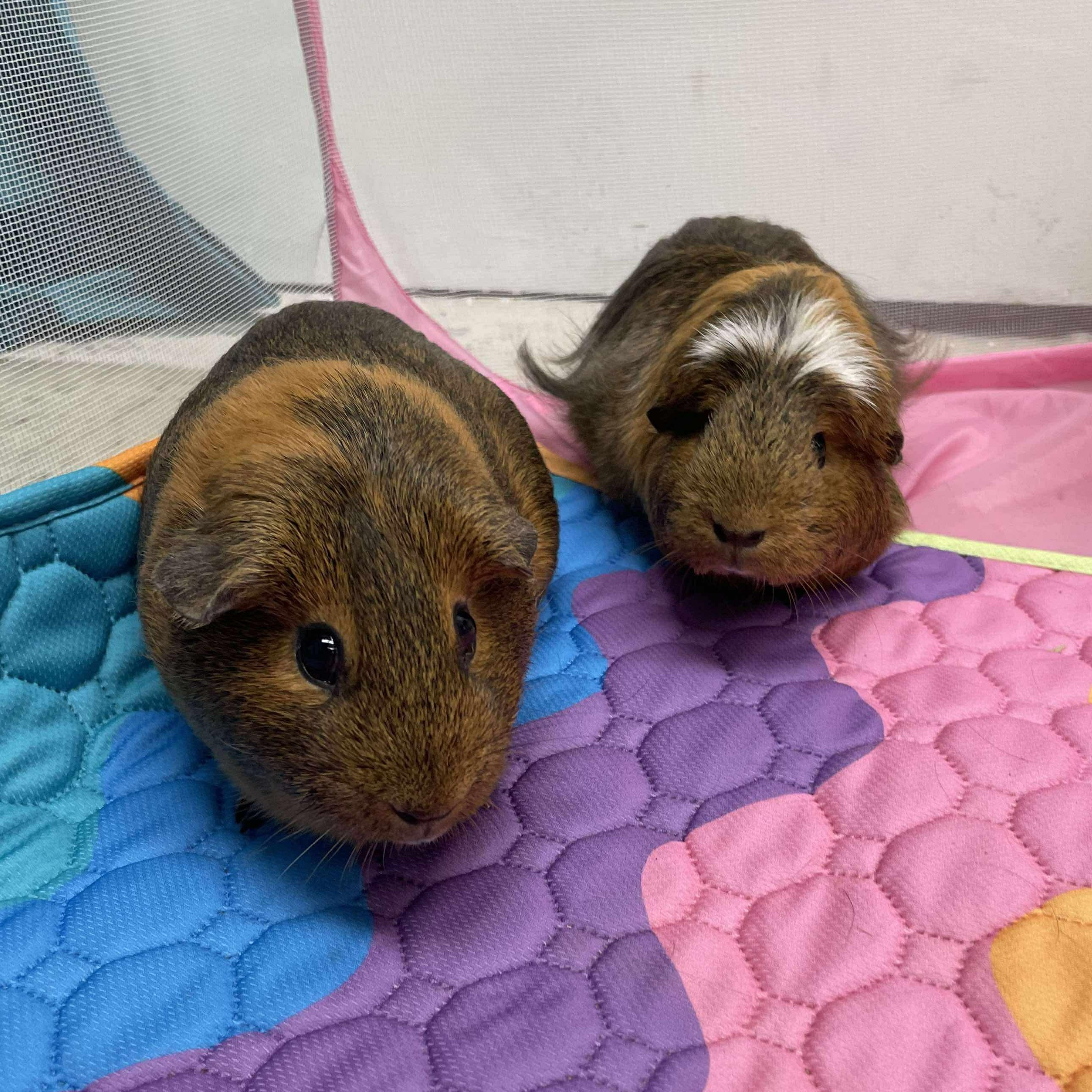 Lulu & Lala, Adopted, Adult Female Guinea Pig.