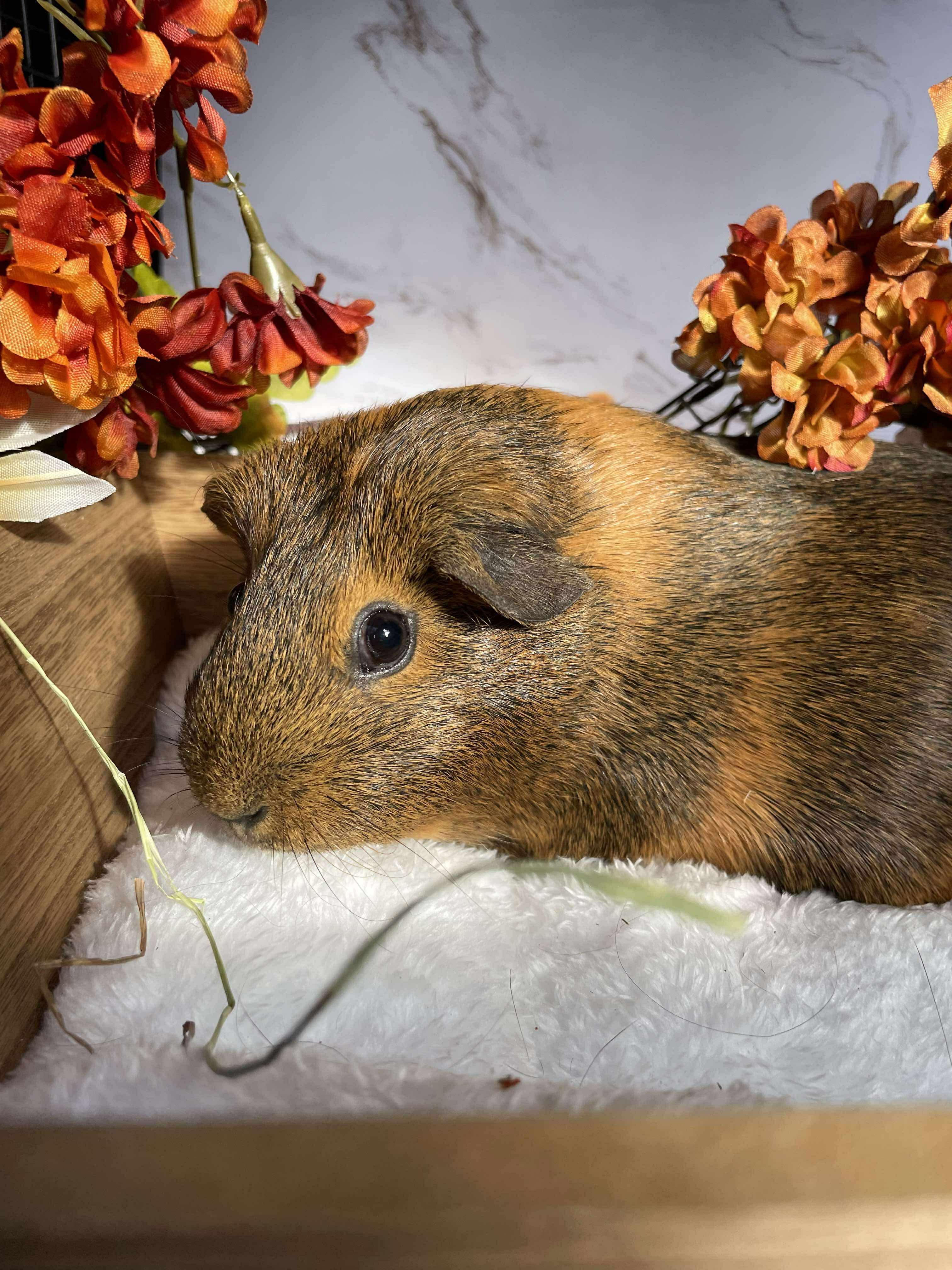 Enlarge Lulu & Lala, a Adopted Guinea Pig in Springfield, OR image 4/6