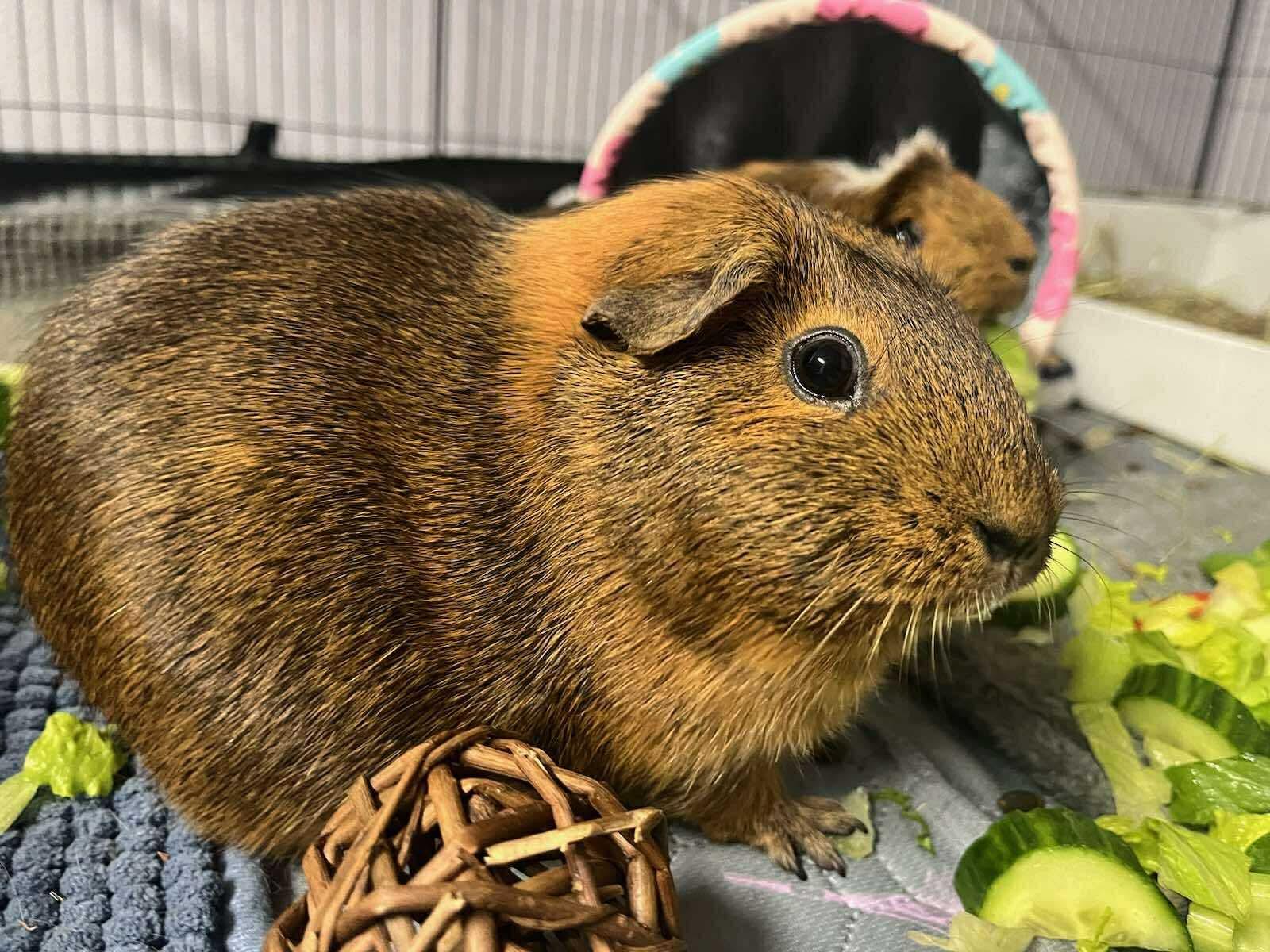 Enlarge Lulu & Lala, a Adopted Guinea Pig in Springfield, OR image 5/6