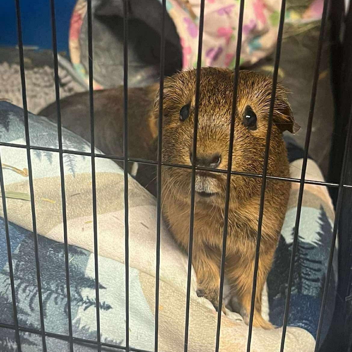 Enlarge Lulu & Lala, a Adopted Guinea Pig in Springfield, OR image 6/6