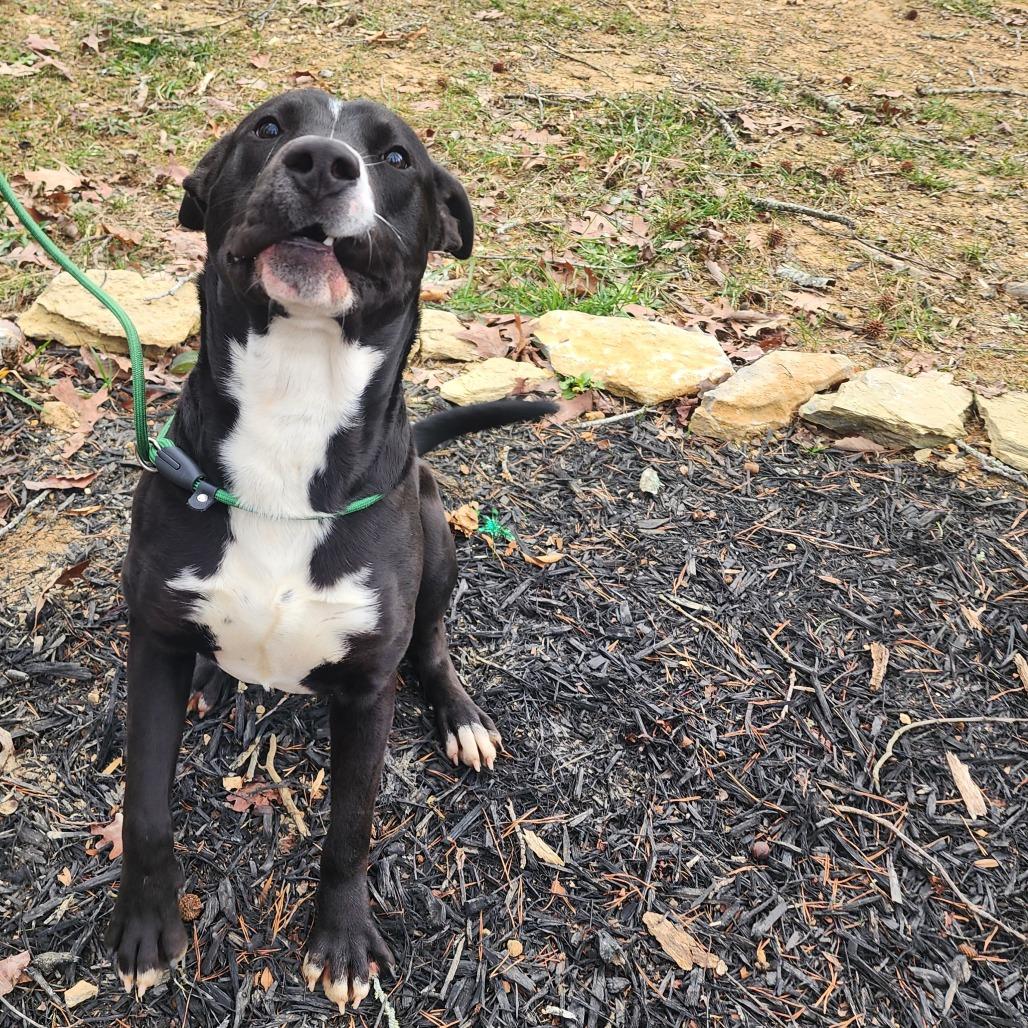 Louie, Adoptable, Adult Male Pit Bull Terrier & Mixed Breed.