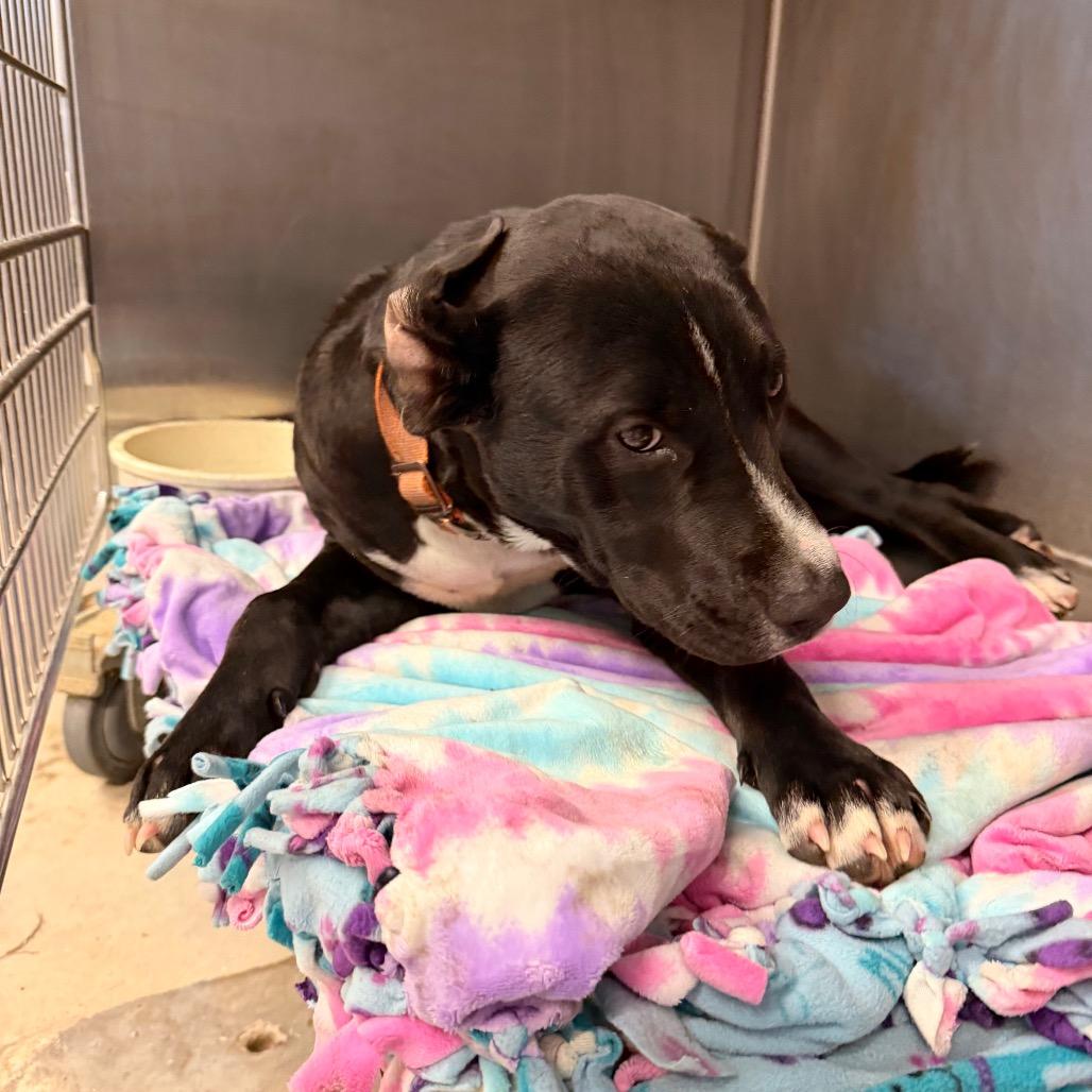Louie, a Adoptable mixed breed in Evensville, TN image 1/4