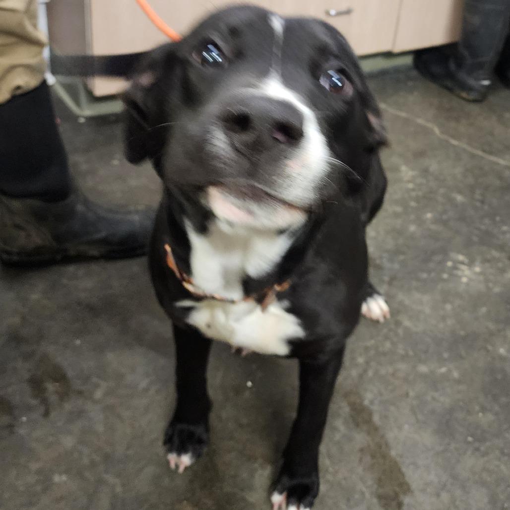 Enlarge Louie, a Adoptable mixed breed in Evensville, TN image 3/6