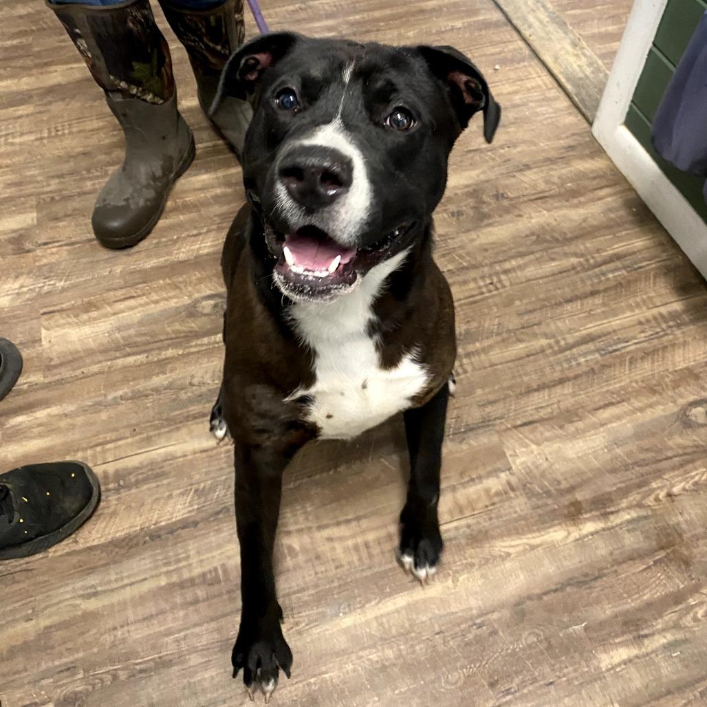 Enlarge Louie, a Adoptable mixed breed in Evensville, TN image 3/6