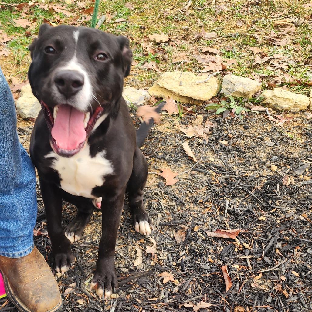 Enlarge Louie, a Adoptable mixed breed in Evensville, TN image 4/6