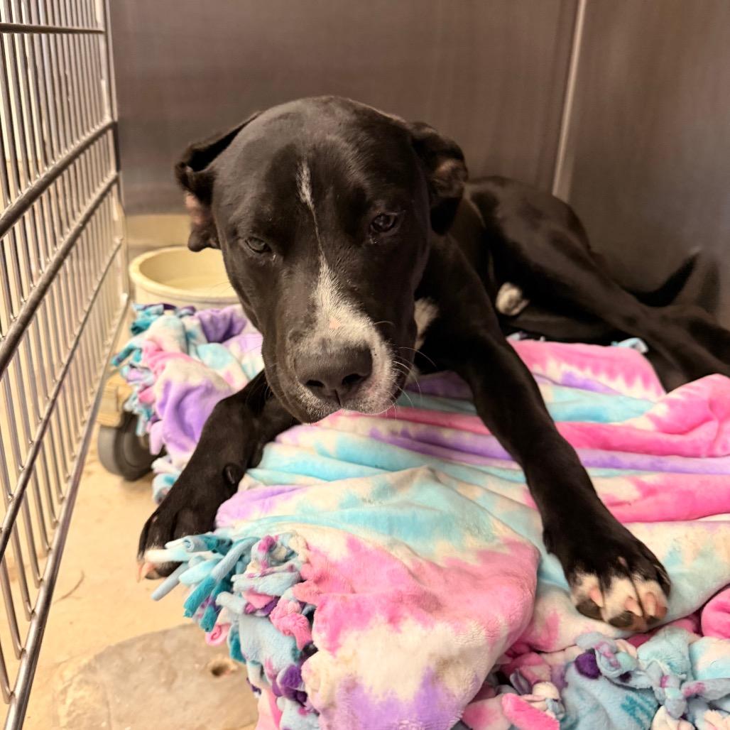 Enlarge Louie, a Adoptable mixed breed in Evensville, TN image 5/6