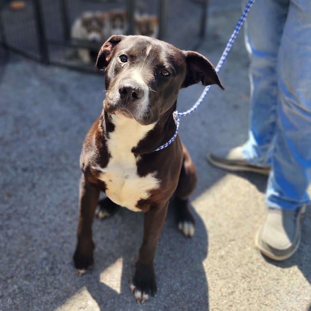 Enlarge Louie, a Adoptable mixed breed in Evensville, TN image 5/6
