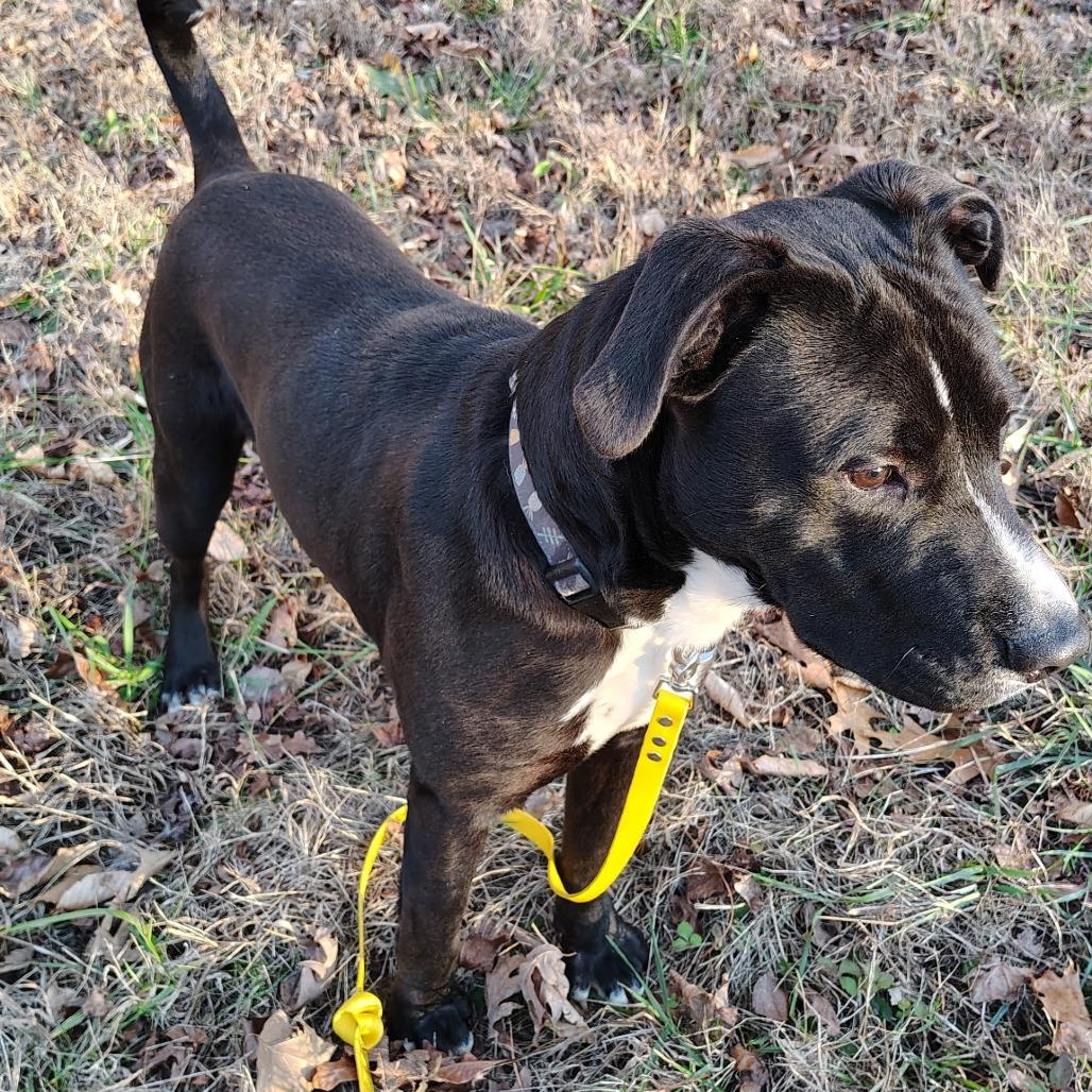 Louie, a Adoptable mixed breed in Evensville, TN image 5/6